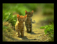 cats_ss screensaver