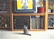 Ukkepuk Mirre bekijkt een Felix de kat tekenfilmpje.